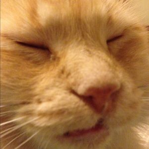 Erik's sleepy face.🐱